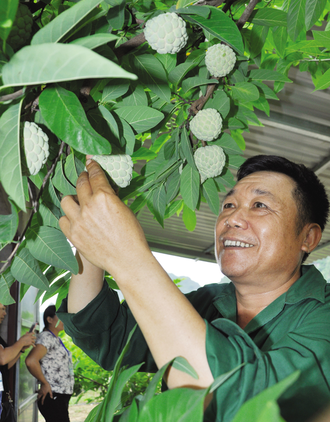 Ông Lét kiểm tra sự phát triển của quả na. Ông Lét kiểm tra sự phát triển của quả na.