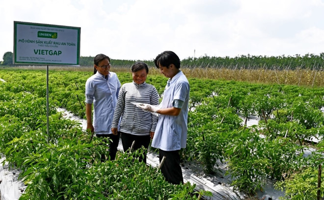 Hộ nông dân Bùi Thị Ngọc Sương (TP.HCM) thực hiện trồng ớt theo mô hình VietGap dưới sự hướng dẫn của các kỹ sư nông nghiệp. Hộ nông dân Bùi Thị Ngọc Sương (TP.HCM) thực hiện trồng ớt theo mô hình VietGap dưới sự hướng dẫn của các kỹ sư nông nghiệp.