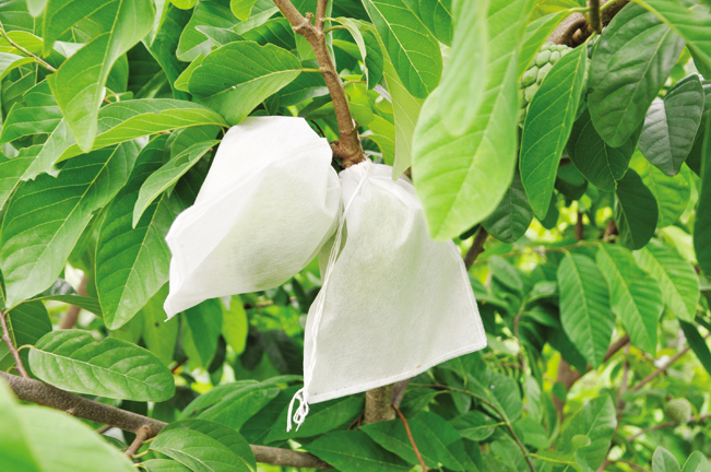 Để diệt côn trùng và phòng trừ sâu bệnh hại, ông Lét đã dùng túi bao cẩn thận các quả na trong vườn. Để diệt côn trùng và phòng trừ sâu bệnh hại, ông Lét đã dùng túi bao cẩn thận các quả na trong vườn.