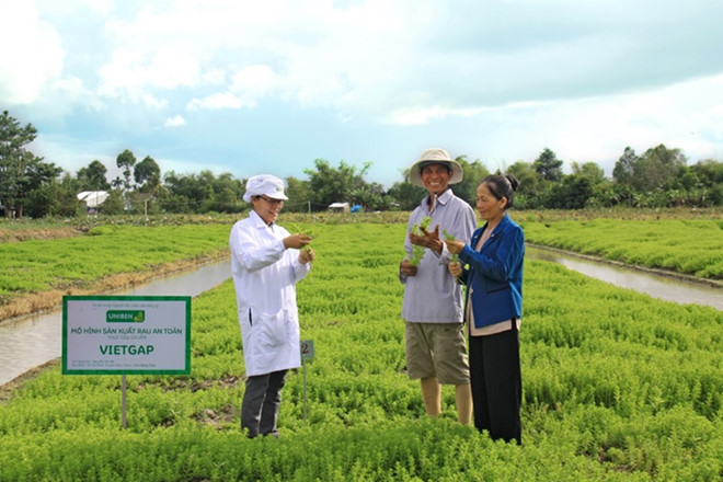 Kỹ sư nông nghiệp Lê Thanh Mai hướng dẫn hộ nông dân Nguyễn Văn Bé (Đồng Tháp) trồng rau ngò ôm theo mô hình VietGap. Kỹ sư nông nghiệp Lê Thanh Mai hướng dẫn hộ nông dân Nguyễn Văn Bé (Đồng Tháp) trồng rau ngò ôm theo mô hình VietGap.