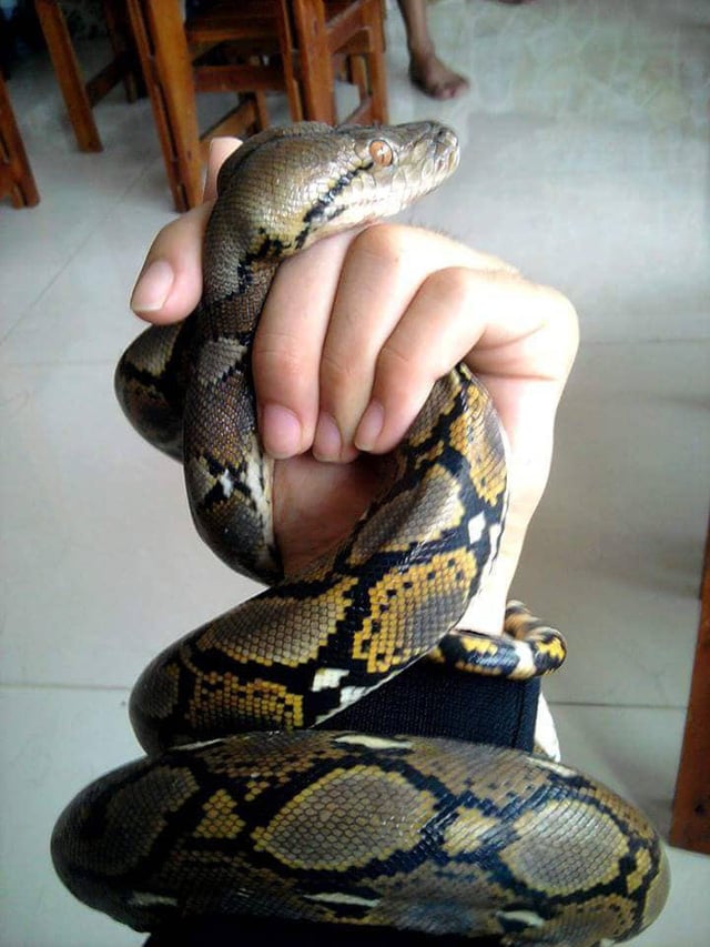 Một chú trăn... hiền khô. Một chú trăn... hiền khô.