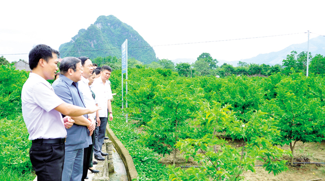 Nhà vườn na đặc sản của gia đình ông Lét thường xuyên được các đoàn khách tham quan, chia sẻ kinh nghiệm. Nhà vườn na đặc sản của gia đình ông Lét thường xuyên được các đoàn khách tham quan, chia sẻ kinh nghiệm.