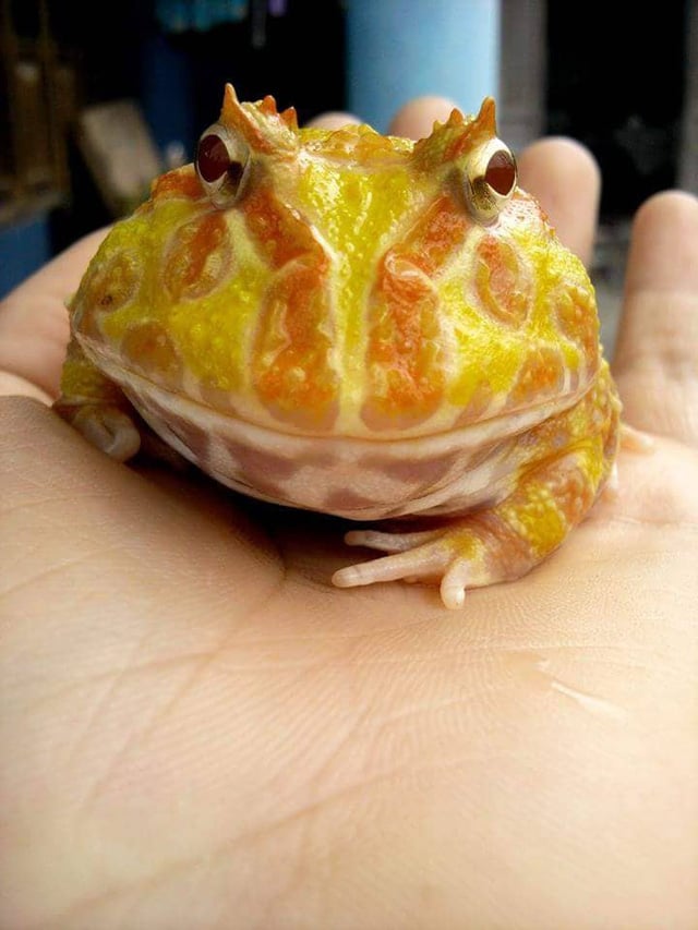Ếch Pacman. Ếch Pacman.