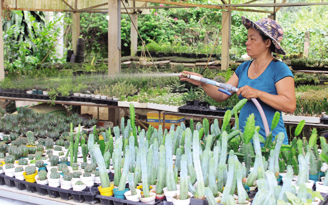 Để duy trì cho cây sống khoẻ, phát triển mạnh và có thể cho hoa đẹp, đối với những người chơi xương rồng thực thụ thì không đơn giản.