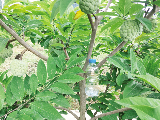 Bên cạnh đó, chủ vườn na còn dùng bẫy sinh học để bẫy, diệt côn trùng, sâu hại. Bên cạnh đó, chủ vườn na còn dùng bẫy sinh học để bẫy, diệt côn trùng, sâu hại.