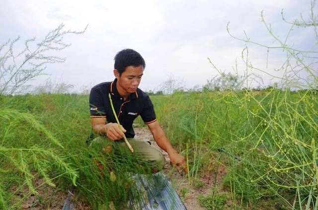 Tiến sĩ Trần Thế Hùng bên vườn măng tây cho thu nhập cao. Tiến sĩ Trần Thế Hùng bên vườn măng tây cho thu nhập cao.