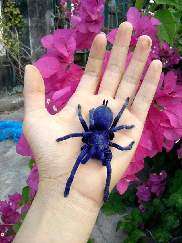 Một chú Tarantula màu khác của Tân. Một chú Tarantula màu khác của Tân.