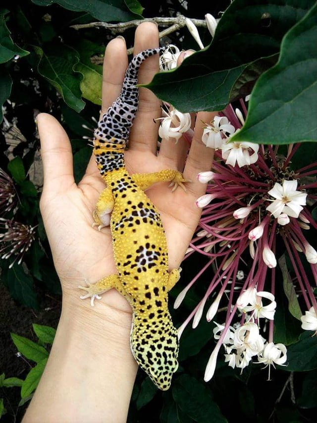 Chú thằn lằn da báo (leopard gecko) xinh đẹp và dễ nuôi. Chú thằn lằn da báo (leopard gecko) xinh đẹp và dễ nuôi.