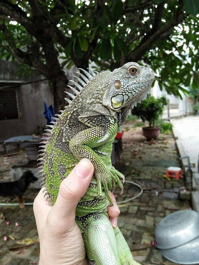 Green Iguana (cự đà Nam Mỹ). Green Iguana (cự đà Nam Mỹ).