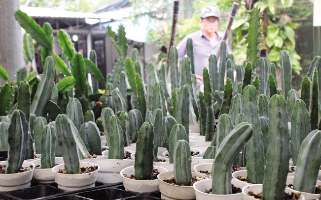 Xương rồng lại tượng trưng cho sự kiên cường, mạnh mẽ.
