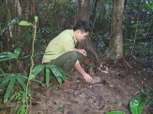 Các cá thể động vật hoang dã được thả về môi trường tự nhiên. Các cá thể động vật hoang dã được thả về môi trường tự nhiên.