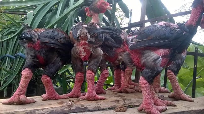 “Gà đẻ, ấp trứng rồi nở chẳng khác gì những loài gà khác. Nhưng chăm sóc chúng khá khó, bởi dễ bị chết bởi dịch bệnh. Đàn gà này nở được 20 con, nhưng nuôi đến nay đã hơn 7 tháng chỉ còn lại 6 con” - chị Loan cho biết. “Gà đẻ, ấp trứng rồi nở chẳng khác gì những loài gà khác. Nhưng chăm sóc chúng khá khó, bởi dễ bị chết bởi dịch bệnh. Đàn gà này nở được 20 con, nhưng nuôi đến nay đã hơn 7 tháng chỉ còn lại 6 con” - chị Loan cho biết.
