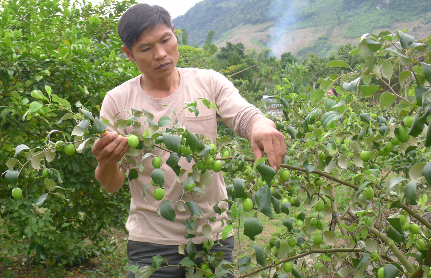 Không chỉ làm giàu từ trồng cam, bưởi, nhiều hộ nông dân ở Sơn La còn giàu từ trồng táo ghép. Không chỉ làm giàu từ trồng cam, bưởi, nhiều hộ nông dân ở Sơn La còn giàu từ trồng táo ghép.