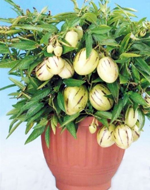 Chậu dưa Pepino. Chậu dưa Pepino.