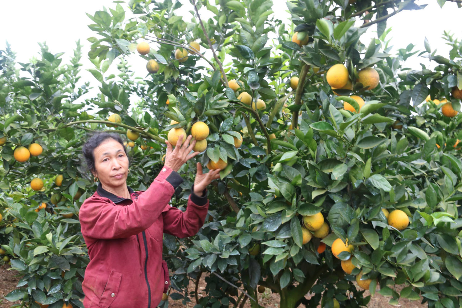 Việc chuyển đổi cơ cấu cây trồng trên đất dốc tại Chiềng Ban đã giúp nhiều hộ gia đình trở thành triệu phú, tỷ phú. Việc chuyển đổi cơ cấu cây trồng trên đất dốc tại Chiềng Ban đã giúp nhiều hộ gia đình trở thành triệu phú, tỷ phú.