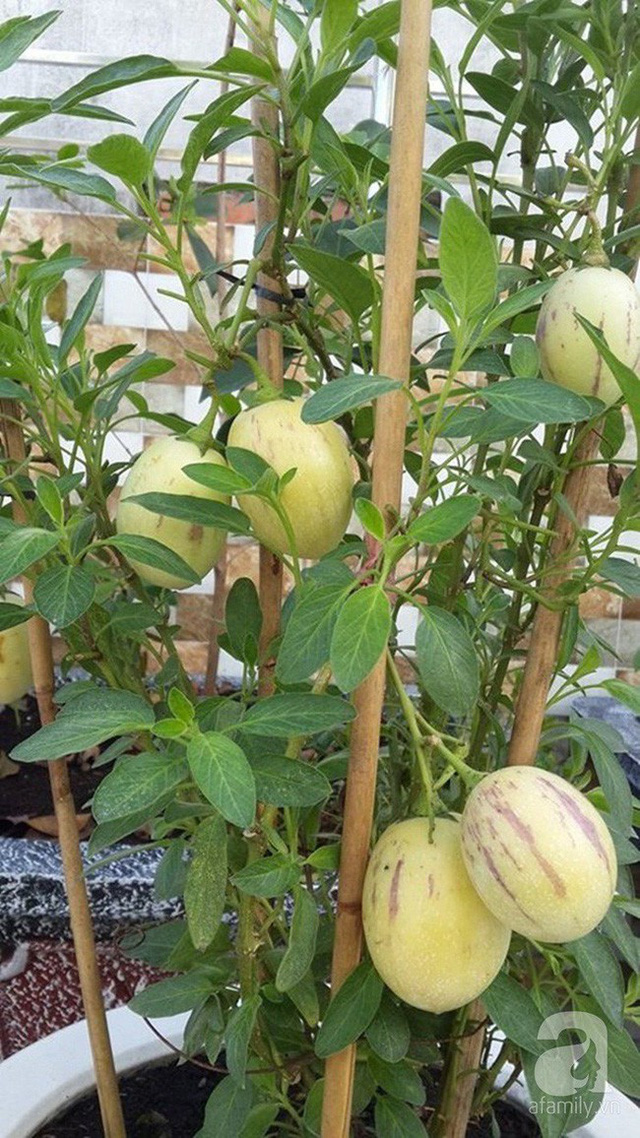 Dưa pepino. Dưa pepino.