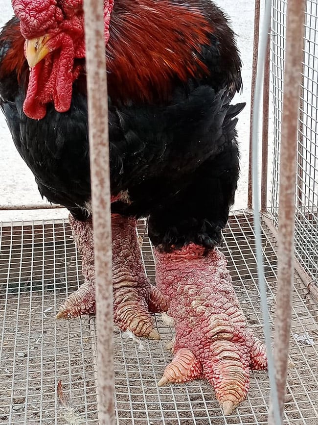 Một con gà Đông tảo trưởng thành có trọng lượng lên tới 7-8kg. Một con gà Đông tảo trưởng thành có trọng lượng lên tới 7-8kg.