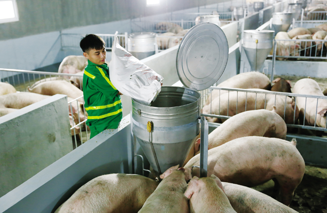 Công nhân chăm sóc đàn lợn tại trang trại chăn nuôi lợn tiêu chuẩn Global GAP tại tỉnh Nghệ An. Công nhân chăm sóc đàn lợn tại trang trại chăn nuôi lợn tiêu chuẩn Global GAP tại tỉnh Nghệ An.