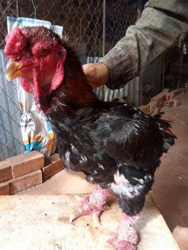 Con gà Đông Tảo này được khách ở Hà Nội đặt từ 2 tháng trước để làm quà biếu cho dịp Tết. Con gà Đông Tảo này được khách ở Hà Nội đặt từ 2 tháng trước để làm quà biếu cho dịp Tết.