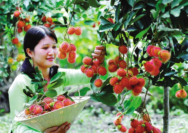 Những mùa chôm chôm đã nên thơ nên họa. Những mùa chôm chôm đã nên thơ nên họa.