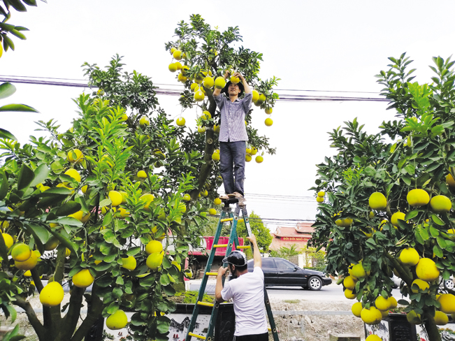 Ông Hà cố định các quả trên các cây bưởi cảnh trước khi đưa lên ô tô chở đi cho khách Hà Nội.