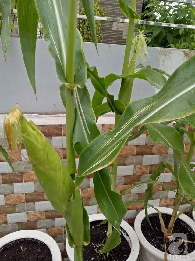 Trồng ngô trong chậu. Trồng ngô trong chậu.