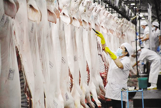 Lợn được giết mổ theo công nghệ hiện đại tại Tổ hợp chế biến thịt MNS Meat Hà Nam. Lợn được giết mổ theo công nghệ hiện đại tại Tổ hợp chế biến thịt MNS Meat Hà Nam.