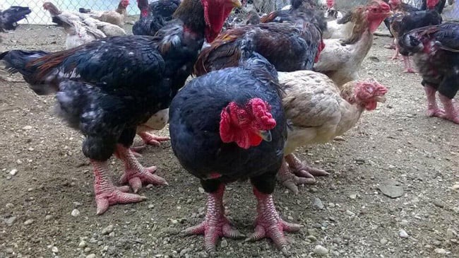 Theo ông Hà Văn Ơn, một người chăn nuôi gà Đông Tảo, để gà đạt độ dai, ngon, ít nhất phải nuôi chúng khoảng 1 năm và chỉ cho ăn thóc, ngô chứ không cho ăn cám công nghiệp. Theo ông Hà Văn Ơn, một người chăn nuôi gà Đông Tảo, để gà đạt độ dai, ngon, ít nhất phải nuôi chúng khoảng 1 năm và chỉ cho ăn thóc, ngô chứ không cho ăn cám công nghiệp.