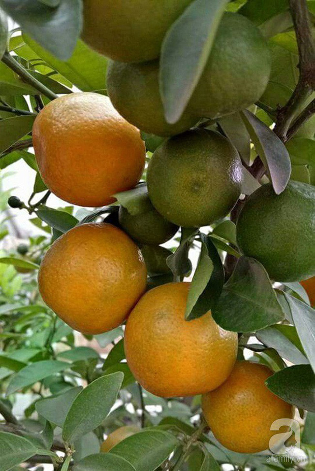 Cam trĩu quả. Cam trĩu quả.