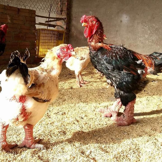 Những chú gà “chân voi” đang chờ bán. Những chú gà “chân voi” đang chờ bán.