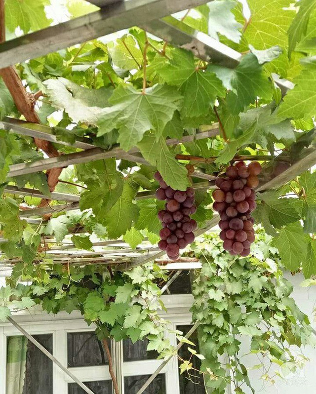 Giàn nho mới trồng cũng sắp cho thu hoạch trái. Giàn nho mới trồng cũng sắp cho thu hoạch trái.