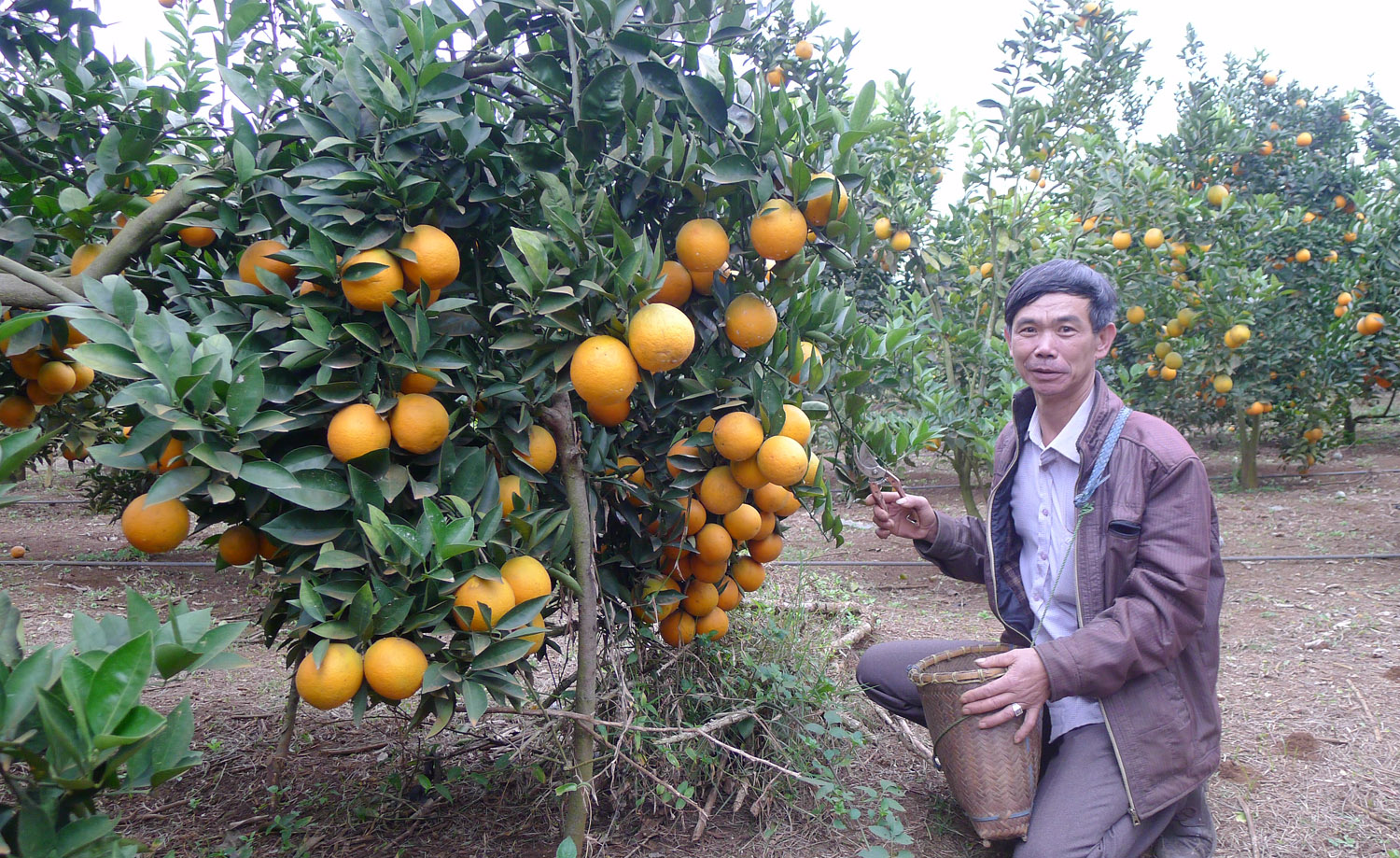 Trong vườn cam nhà ông Năm, có những cây cho sản lượng đến trên một tạ. Trong vườn cam nhà ông Năm, có những cây cho sản lượng đến trên một tạ.