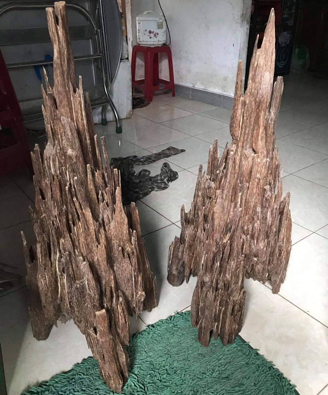 Cận cảnh một khúc trầm đã được một đại gia Hà Thành đặt mua với giá 1,75 tỉ đồng. Cận cảnh một khúc trầm đã được một đại gia Hà Thành đặt mua với giá 1,75 tỉ đồng.