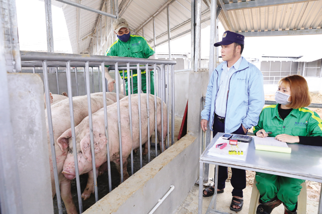 Cán bộ Masan kiểm tra chất lượng đàn lợn trước khi đưa đi giết mổ, chế biến. Cán bộ Masan kiểm tra chất lượng đàn lợn trước khi đưa đi giết mổ, chế biến.