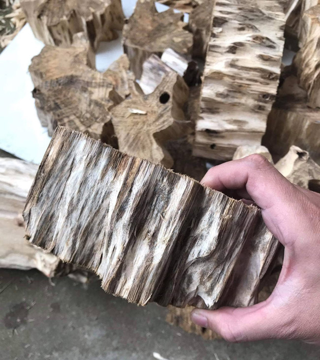 “Những khúc như thế này sẽ dành làm làm mỹ nghệ như vòng đeo tay, đeo cổ hay chế tác thành những hình thù khác. “Những khúc như thế này sẽ dành làm làm mỹ nghệ như vòng đeo tay, đeo cổ hay chế tác thành những hình thù khác.