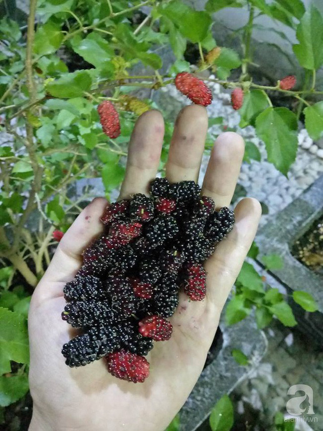 Thu hoạch dâu. Thu hoạch dâu.