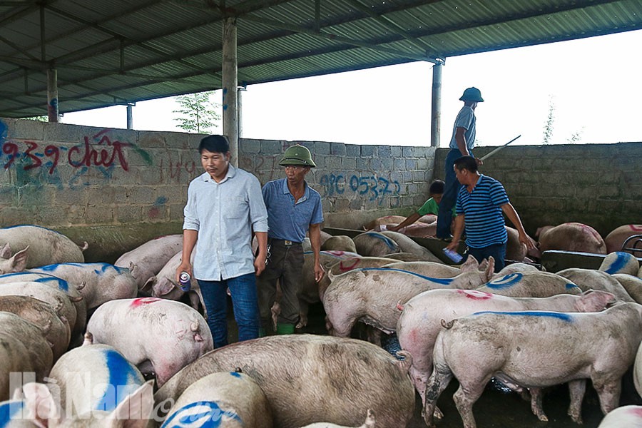 Giá heo hơi hôm nay 1/10: Giá tăng vọt 51.000đ/kg, chợ hết sạch heo - Ảnh 1. Giá heo hơi hôm nay 1/10: Giá tăng vọt 51.000đ/kg, chợ hết sạch heo - Ảnh 1.