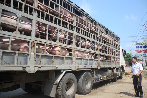 Giá heo hơi hôm nay 1/10: Giá tăng vọt 51.000đ/kg, chợ hết sạch heo - Ảnh 2. Giá heo hơi hôm nay 1/10: Giá tăng vọt 51.000đ/kg, chợ hết sạch heo - Ảnh 2.