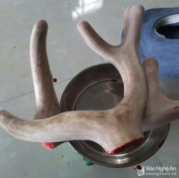 Giá lộc nhung tăng vọt thêm 5 triệu/kg, con hươu thành "thần tài" - Ảnh 4. Giá lộc nhung tăng vọt thêm 5 triệu/kg, con hươu thành "thần tài" - Ảnh 4.