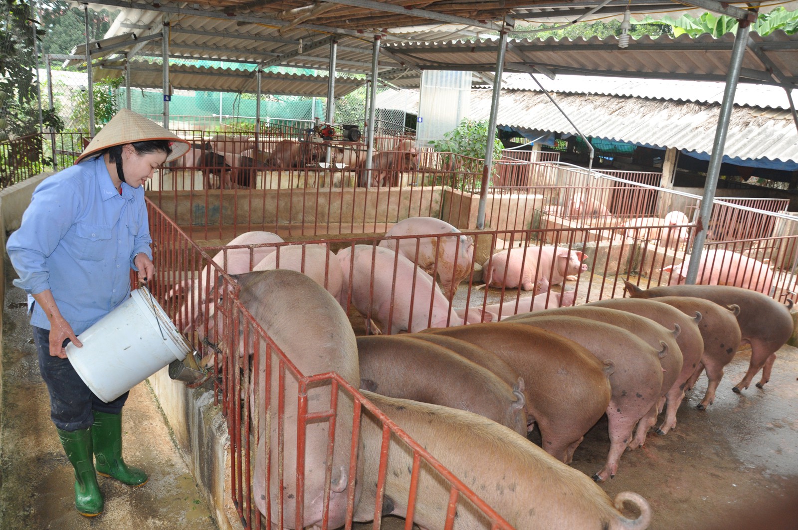 Giá heo hơi hôm nay 16/10: Miền Nam lên đỉnh, có nơi đạt 64.000đ/kg - Ảnh 1. Giá heo hơi hôm nay 16/10: Miền Nam lên đỉnh, có nơi đạt 64.000đ/kg - Ảnh 1.