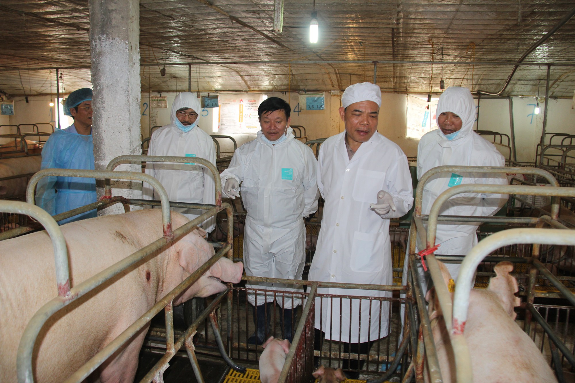 Giá heo hơi hôm nay 17/10: Chủ trại 4.000 con heo tha hồ hốt bạc - Ảnh 1. Giá heo hơi hôm nay 17/10: Chủ trại 4.000 con heo tha hồ hốt bạc - Ảnh 1.