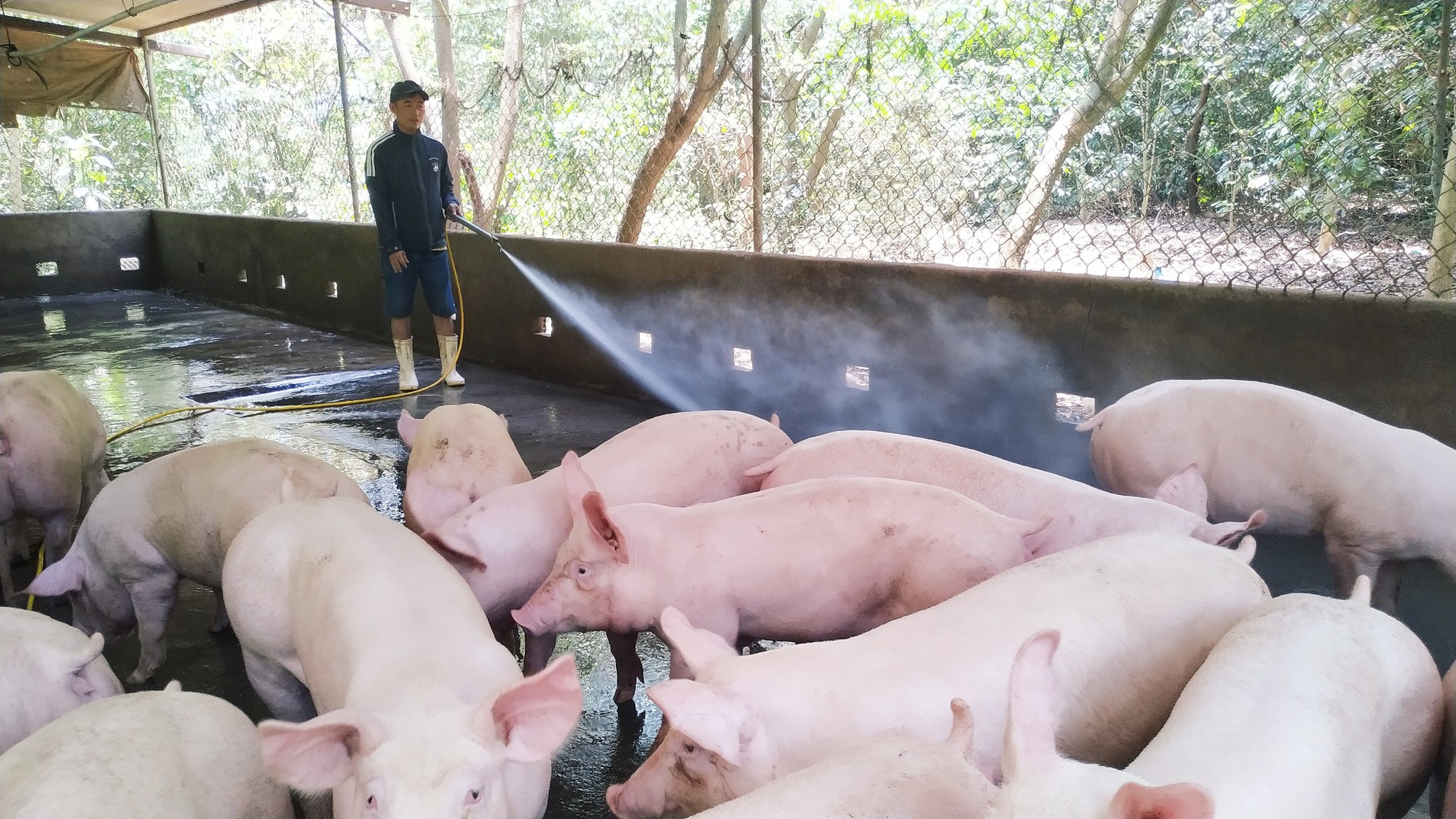 Giá heo hơi hôm nay 2/10: Mỗi ngày tăng một giá, sẽ đạt 58.000đ/kg - Ảnh 1. Giá heo hơi hôm nay 2/10: Mỗi ngày tăng một giá, sẽ đạt 58.000đ/kg - Ảnh 1.