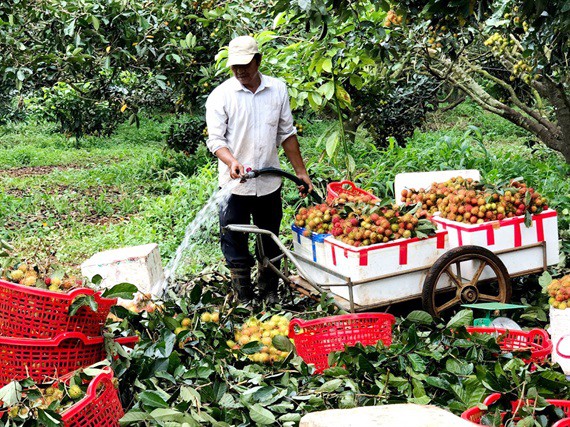 Chôm chôm Long Khánh hướng tới thị trường khó tính - Ảnh 4.