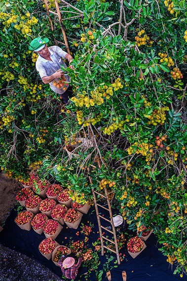 Chôm chôm Long Khánh hướng tới thị trường khó tính - Ảnh 3.