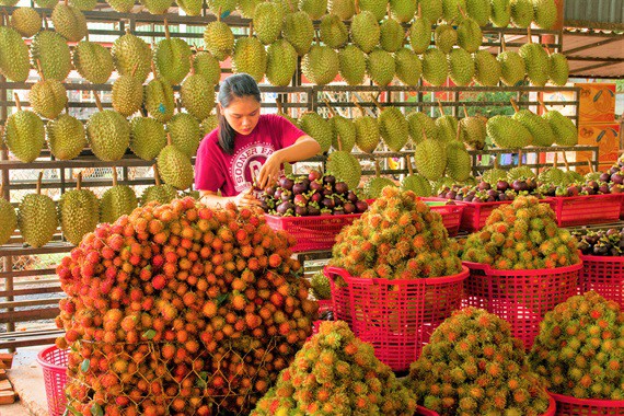 Chôm chôm Long Khánh hướng tới thị trường khó tính - Ảnh 10.