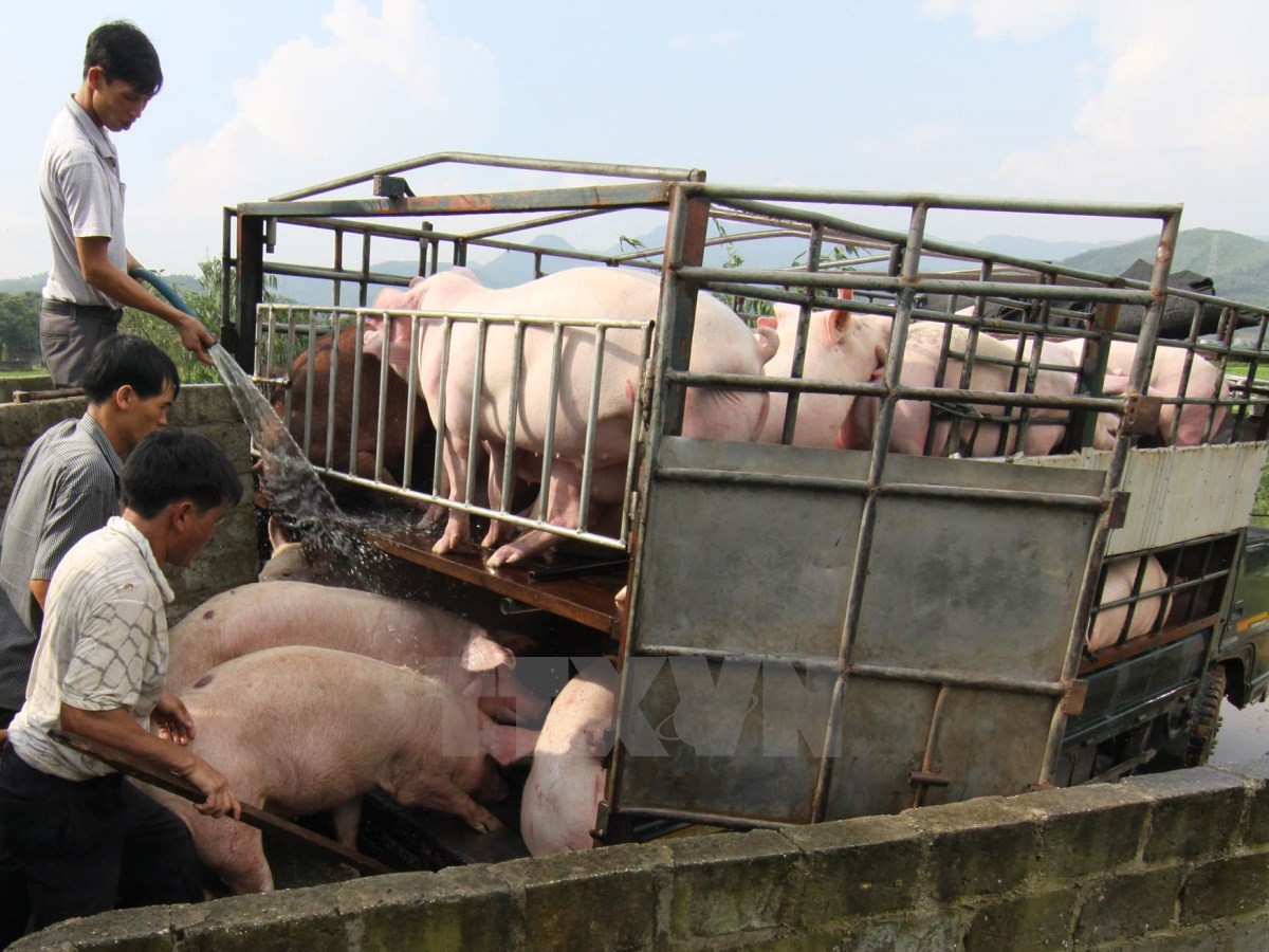Giá heo hơi hôm nay 30/10: Bắc - Nam đồng loạt tăng, sắp lập đỉnh - Ảnh 1. Giá heo hơi hôm nay 30/10: Bắc - Nam đồng loạt tăng, sắp lập đỉnh - Ảnh 1.