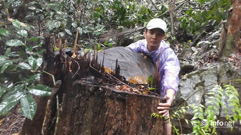 Hàng loạt cây gỗ lớn vùng lõi Khu bảo tồn Pù Luông bị chặt hạ để lấy... phong lan - Ảnh 3. Hàng loạt cây gỗ lớn vùng lõi Khu bảo tồn Pù Luông bị chặt hạ để lấy... phong lan - Ảnh 3.
