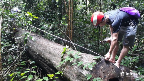Hàng loạt cây gỗ lớn vùng lõi Khu bảo tồn Pù Luông bị chặt hạ để lấy... phong lan - Ảnh 5. Hàng loạt cây gỗ lớn vùng lõi Khu bảo tồn Pù Luông bị chặt hạ để lấy... phong lan - Ảnh 5.