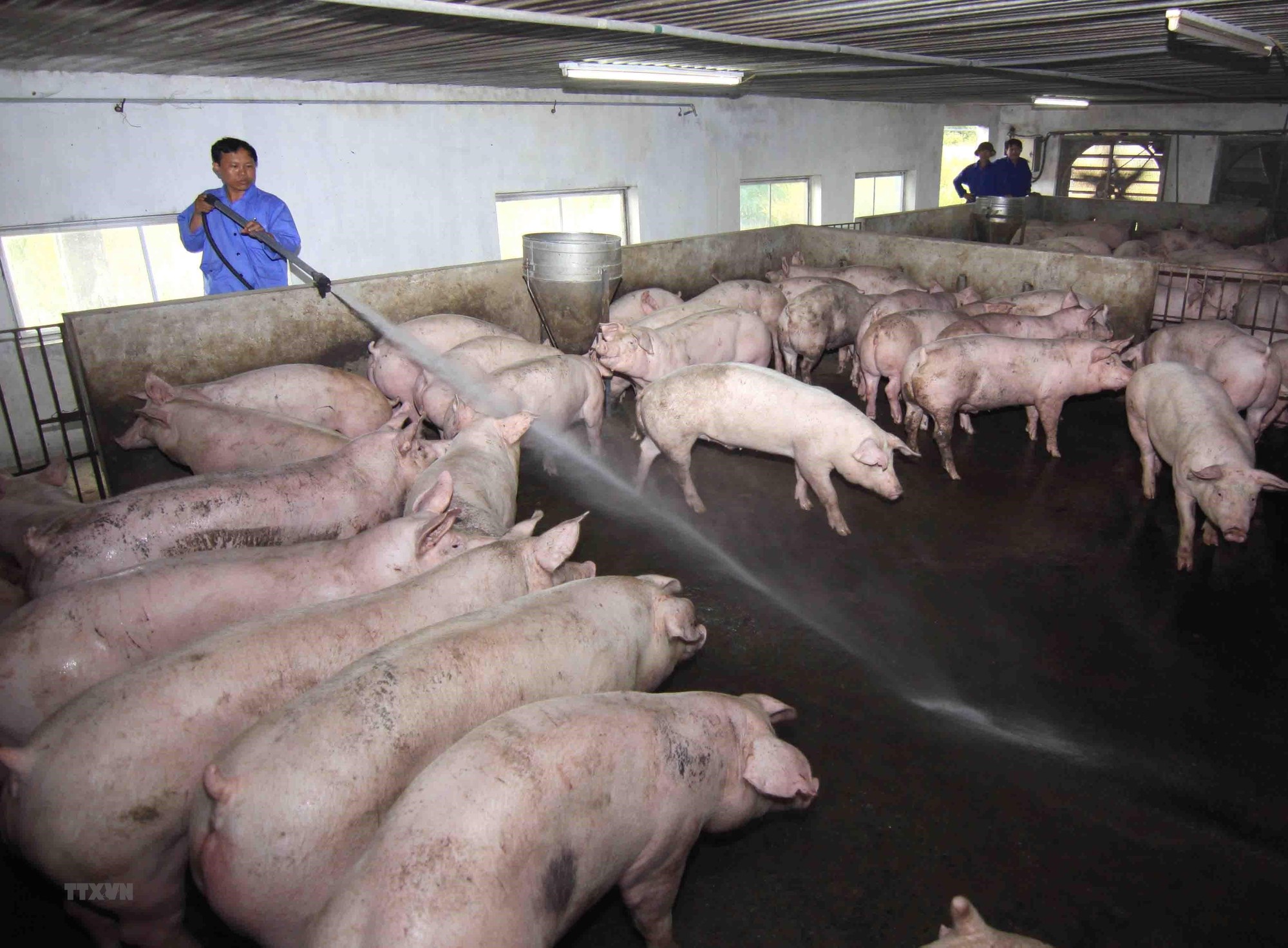 Giá heo hơi hôm nay 4/10: Lập đỉnh 53.000đ/kg, giá chưa dừng lại - Ảnh 1. Giá heo hơi hôm nay 4/10: Lập đỉnh 53.000đ/kg, giá chưa dừng lại - Ảnh 1.