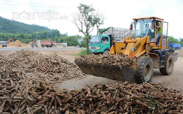 Giá nhích lên, xuất khẩu sắn Việt Nam có dấu hiệu khởi sắc - Ảnh 2. Giá nhích lên, xuất khẩu sắn Việt Nam có dấu hiệu khởi sắc - Ảnh 2.